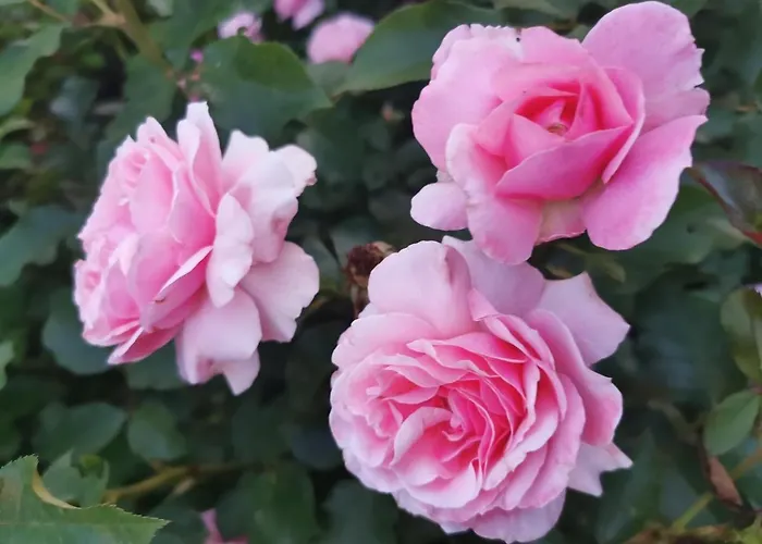 B&B La Casa del Barbiere